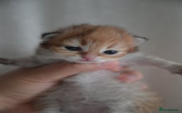 British Shorthair cats for sale: Golden Shaded Kittens WCF & TICA Registered - Image 20