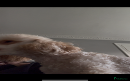 Miniature Poodle dogs for sale: Apricot miniature poodle  - Image 5