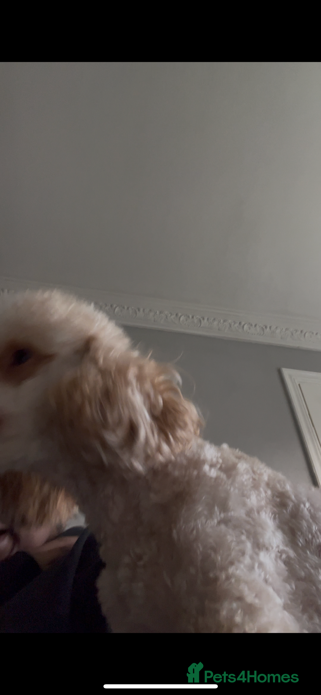 Miniature Poodle dogs for sale: Apricot miniature poodle  - Image 5