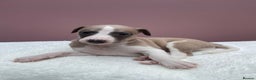 Whippet dogs for sale: 1 Gorgeous KC Reg Whippet Puppy  - Advert 19