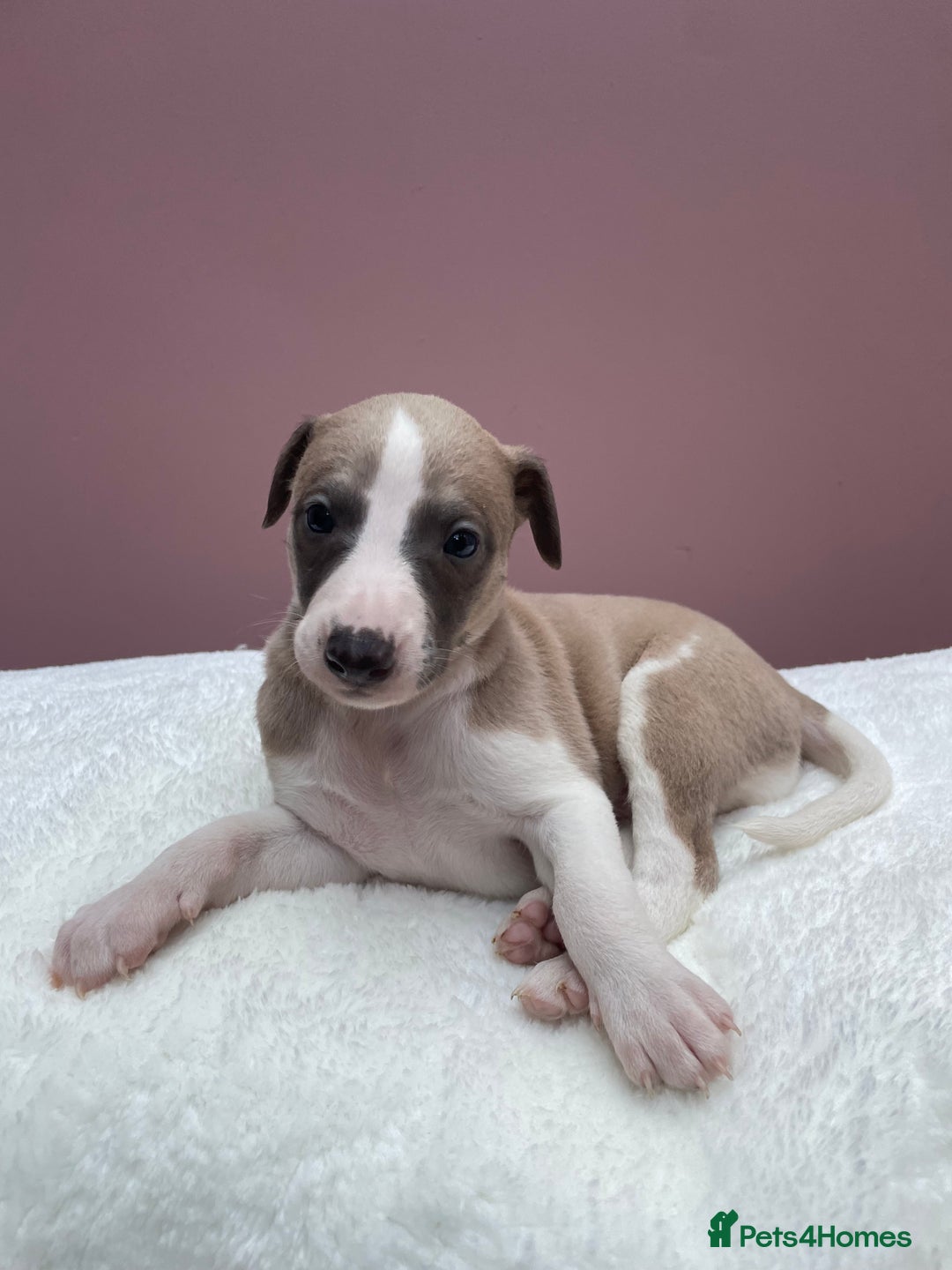 Whippet dogs for sale: 1 Gorgeous KC Reg Whippet Puppy  - Advert 19