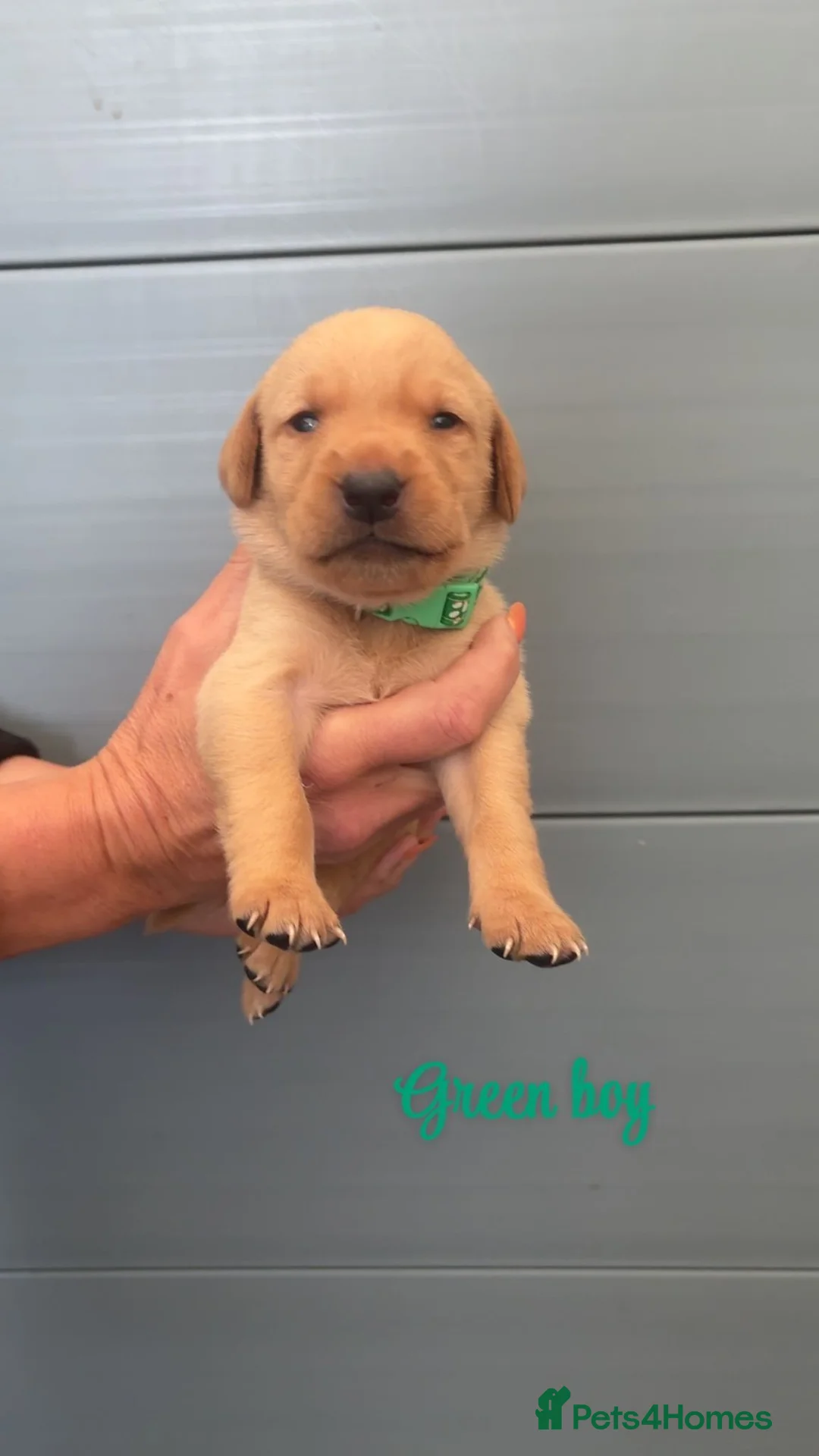 Labrador Retriever dogs for sale: Red fox labrador puppy's  - Advert 11