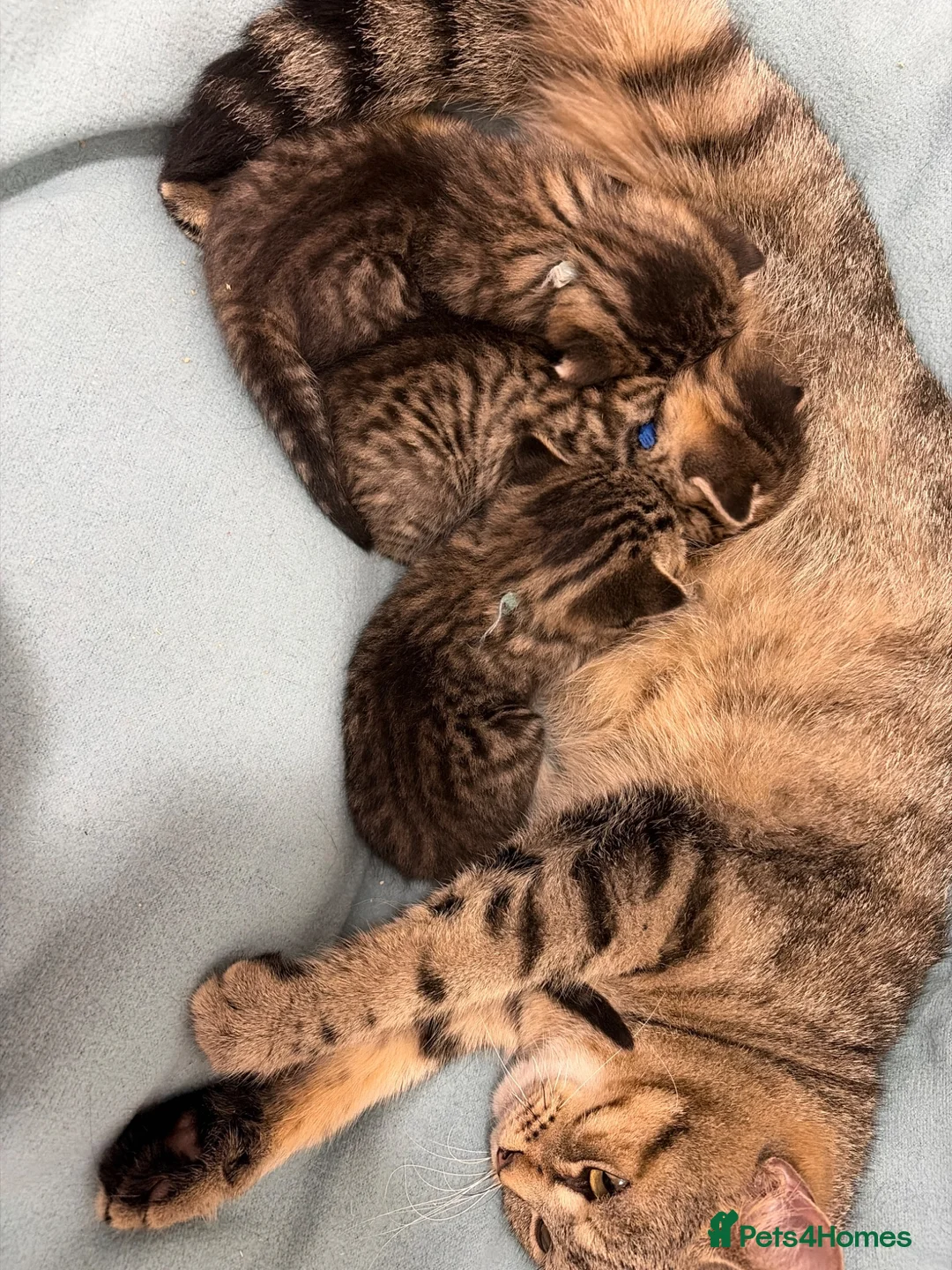 Mixed Breed cats for sale: Gorgeous British Short Hair Cross Baby Lions 🦁  - Advert 1