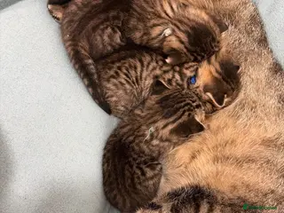 Mixed Breed cats Gorgeous British Short Hair Cross Baby Lions 🦁 - Advert 1