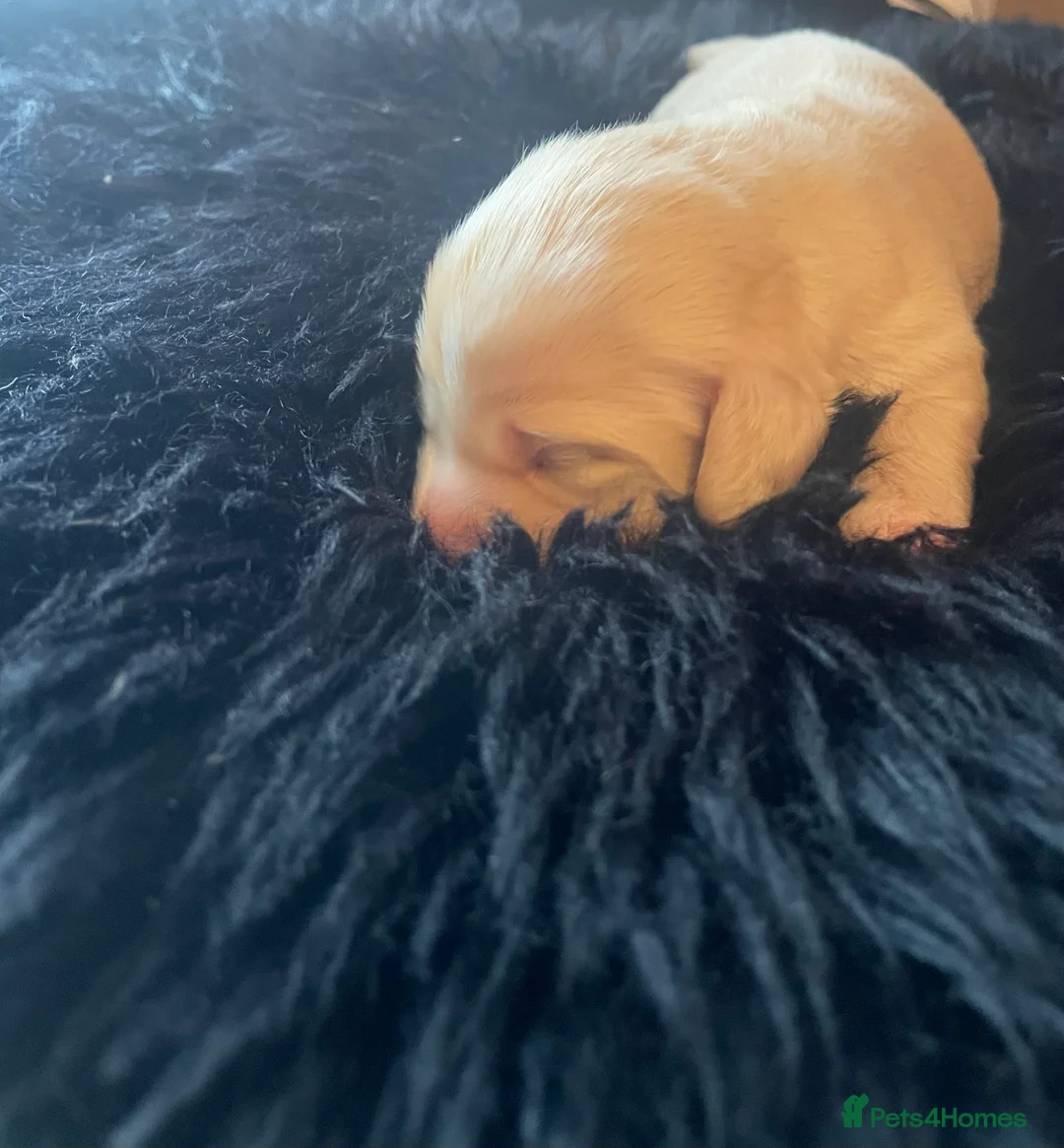 Miniature Dachshund dogs for sale: KC Miniature Long haired Cream dachshunds  - Advert 12