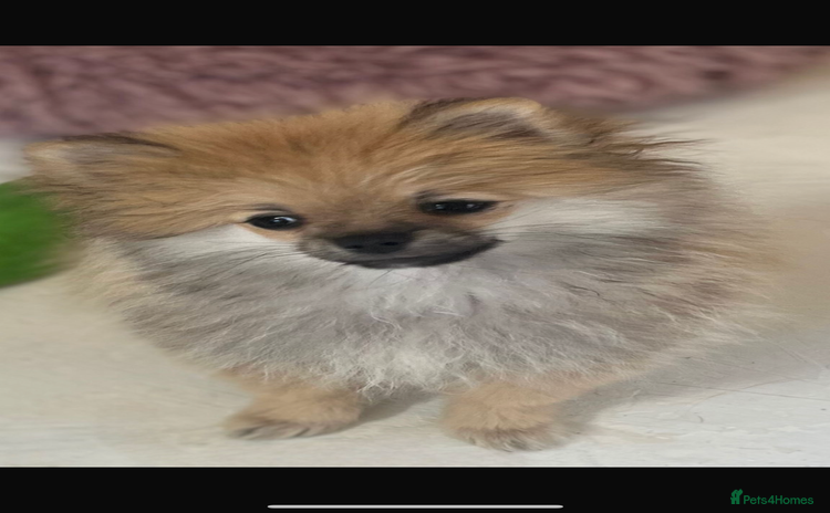 Pomeranian dogs - Advert 14