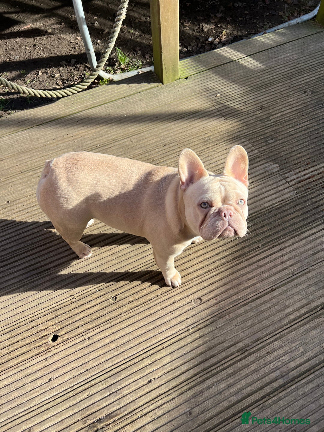 French Bulldog dogs for sale: French bulldogs female platinum lilac and tan - Advert 2