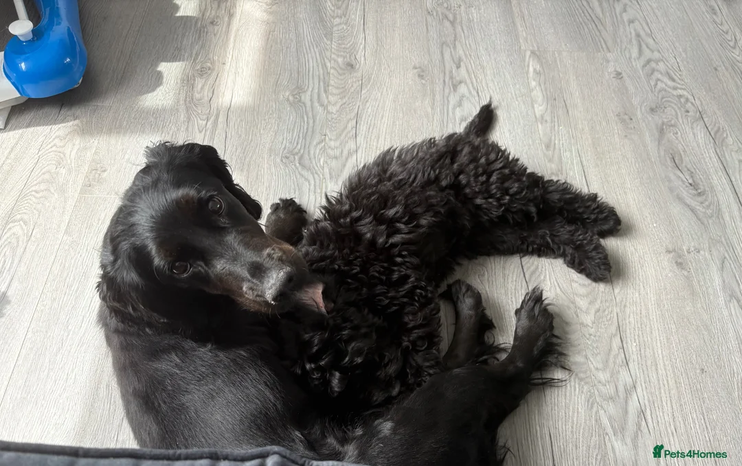 Cockapoo dogs for sale: Family dog due her babies - Advert 2