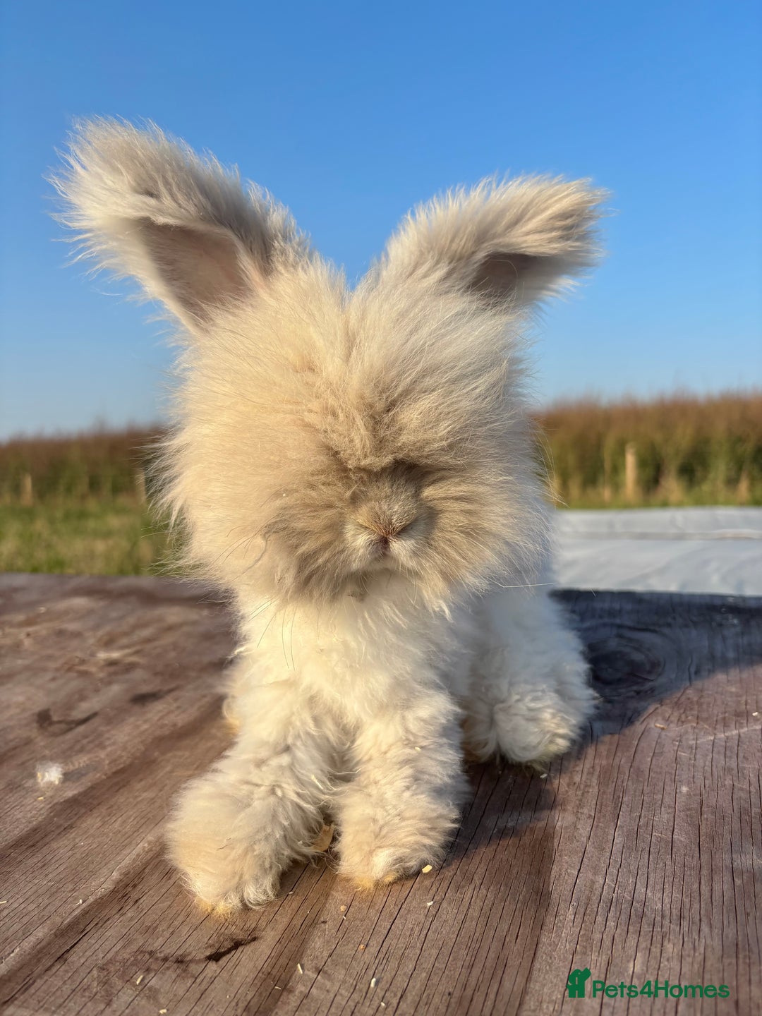 Angora rabbits for sale: Fully Vaccinated Pedigree Angoras  - Image 6
