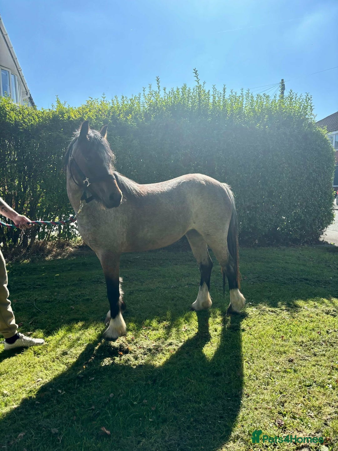 Irish Cob horses for sale: 12.2/12.3 3 year old cob x Welsh mare  - Advert 3