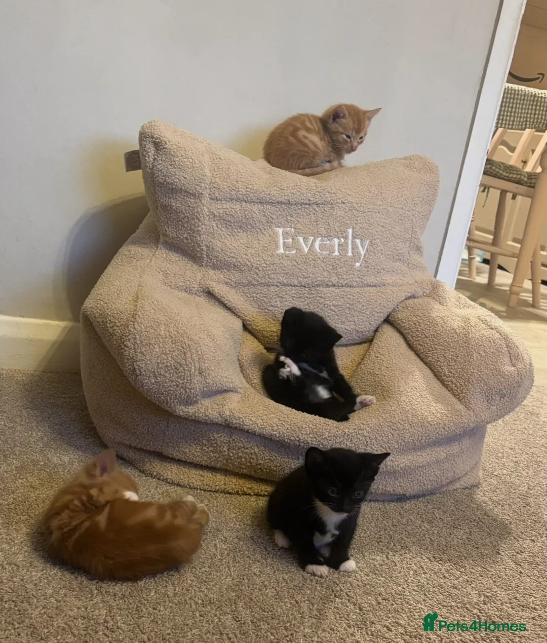 Mixed Breed cats for sale: Kittens - Advert 1