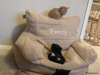 Mixed Breed cats Kittens - Advert 1