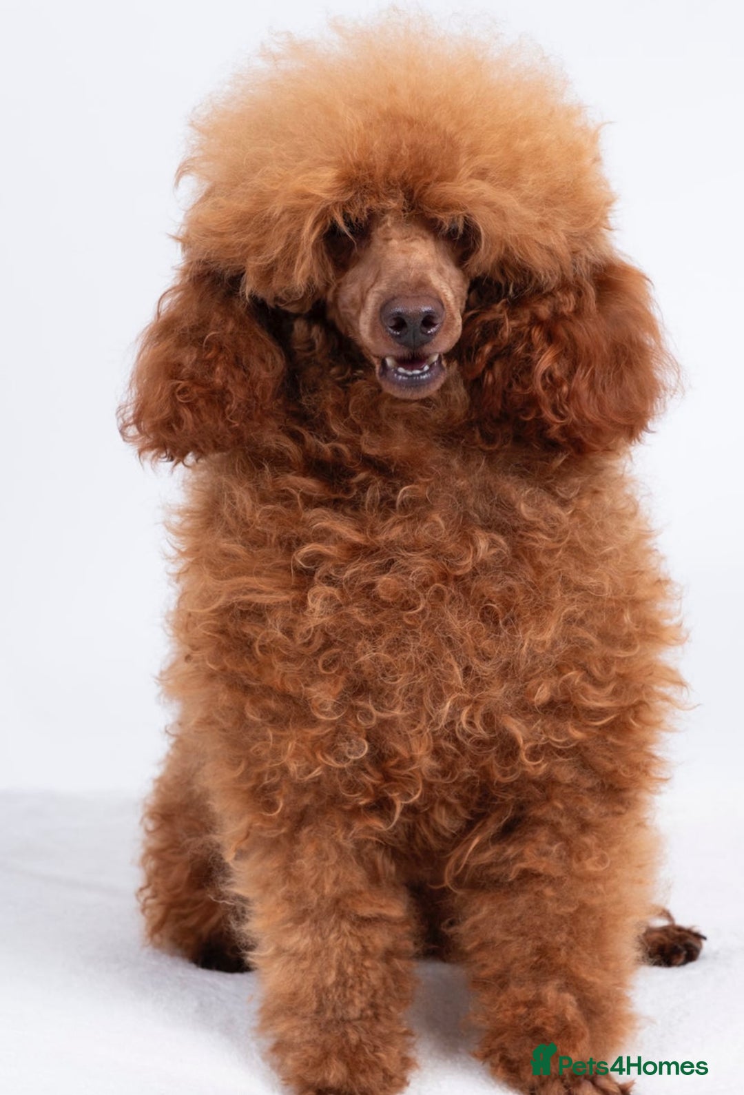 Toy Poodle dogs for sale: 2 TINY BOYS LEFT kc registered deep red toy poodle - Advert 7
