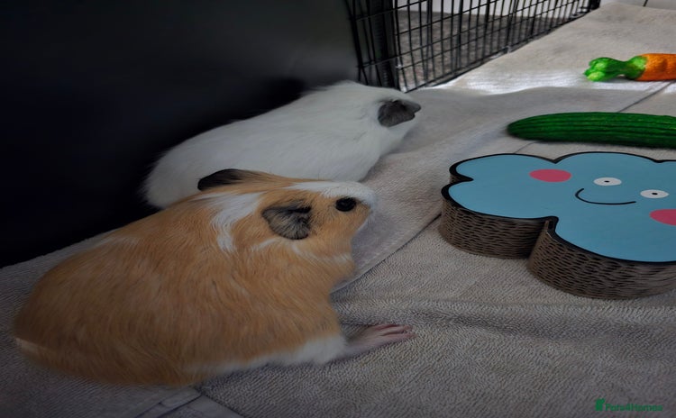 Guinea Pig rodents - Advert 1
