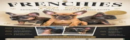 French Bulldog dogs for sale: Beautiful frenchies for sale, ready to leave now - Advert 1