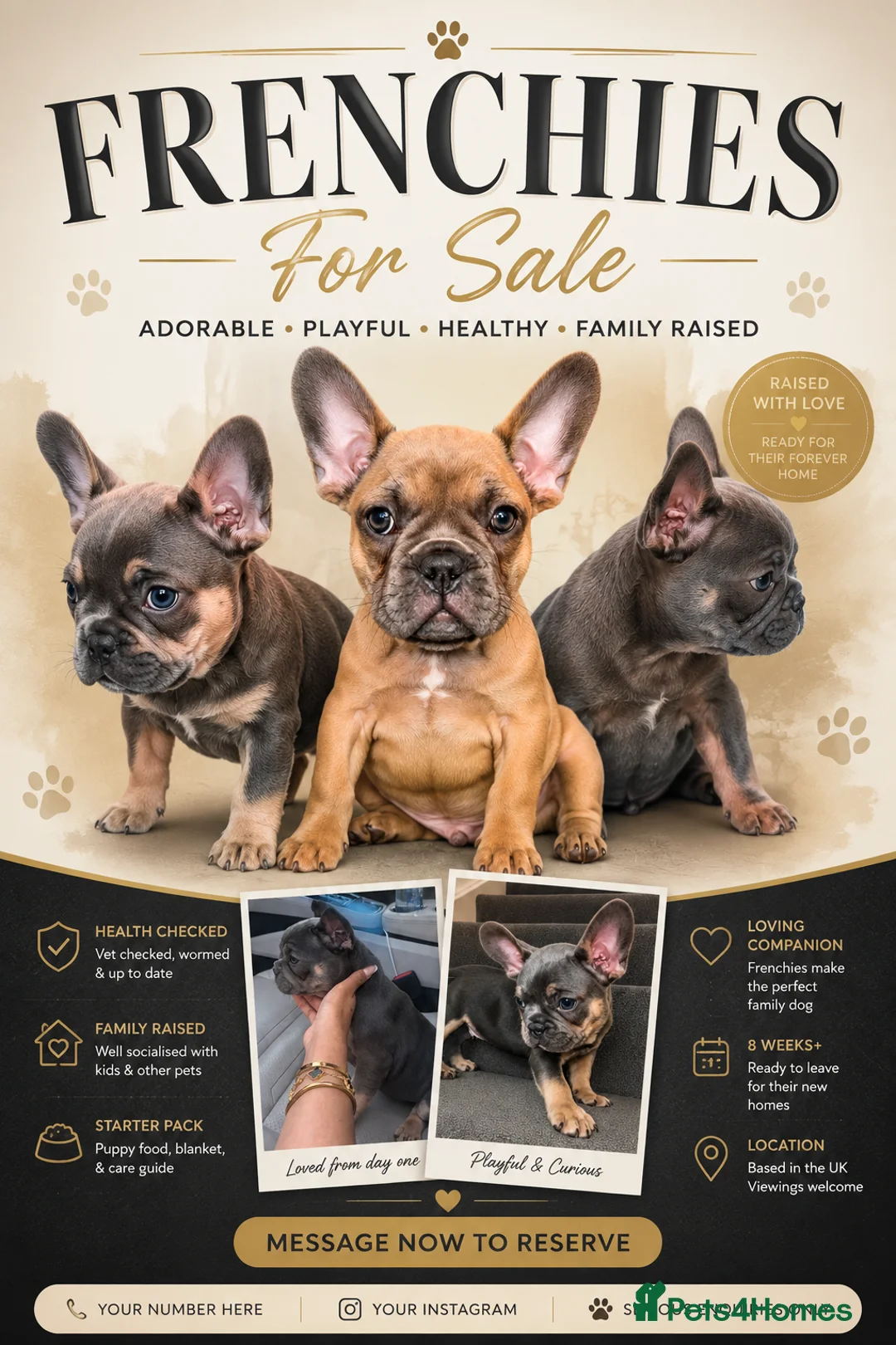 French Bulldog dogs for sale: Beautiful frenchies for sale, ready to leave now - Advert 1