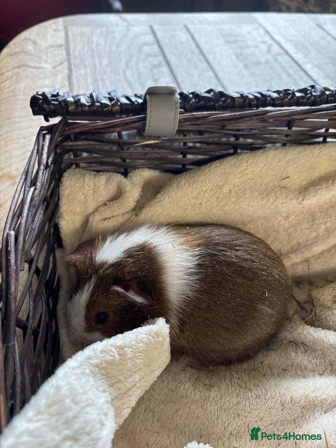 Guinea Pig rodents for sale: Beautiful baby guinea pigs for sale  - Image 11