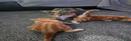 Domestic Shorthair cats for sale: 2 kittens for sale. in Sheffield - Advert 6