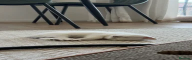 British Shorthair 3