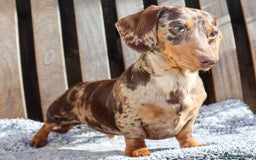 Dachshund dogs for sale: Chocolate try/dapple - Image 11