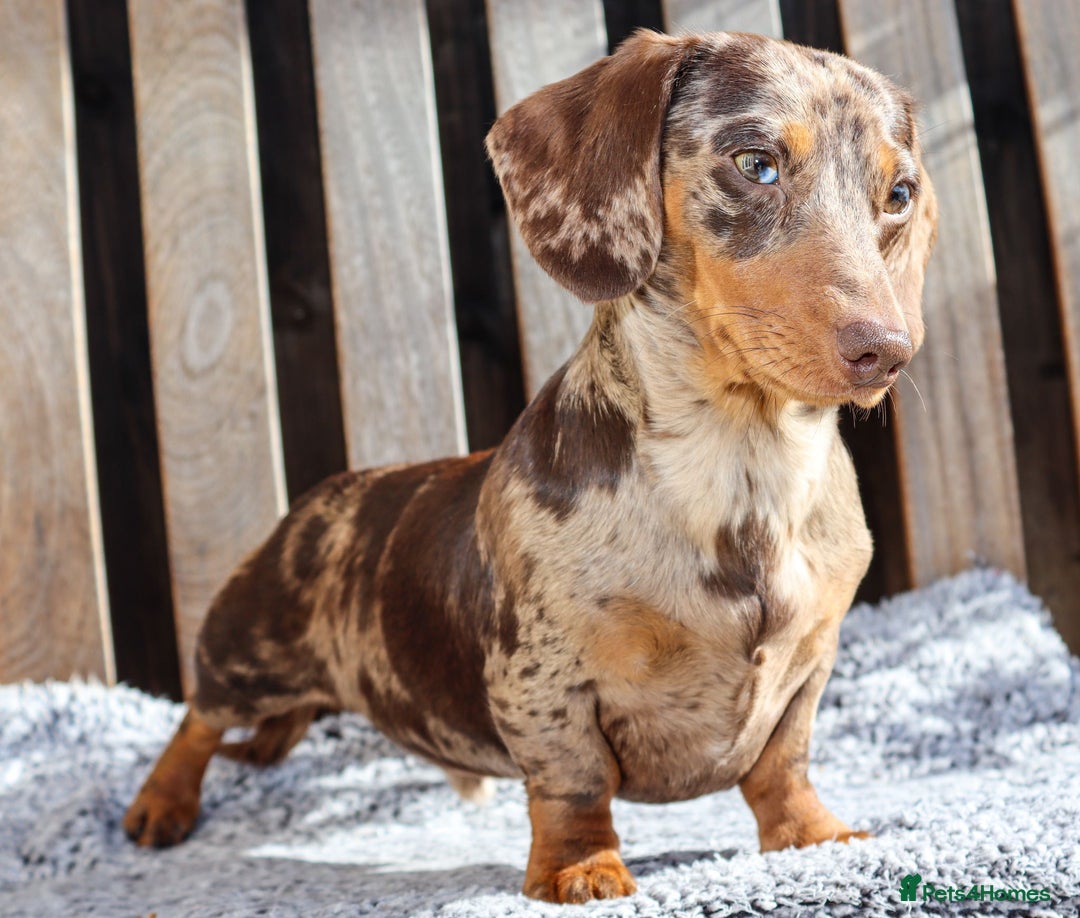 Dachshund dogs for sale: Chocolate try/dapple - Image 11
