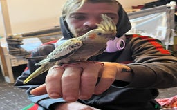 Cockatiels birds for sale: Cockatiels for sale hand tame - Image 13