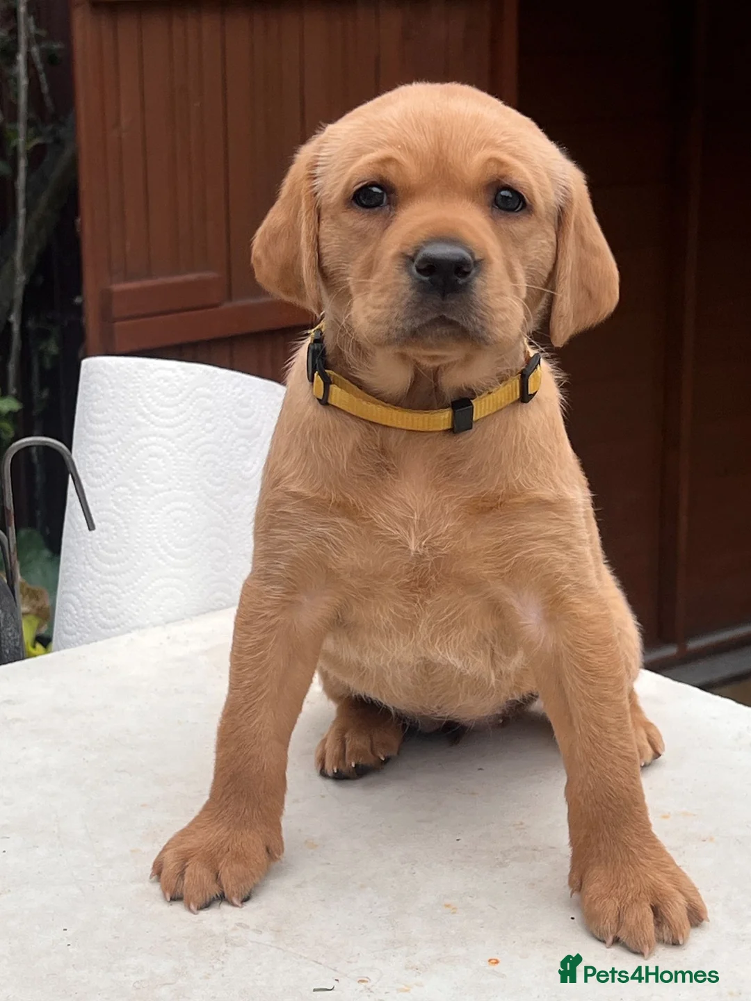 Labrador Retriever dogs for sale: 1 x KC registered female Fox Red Labrador puppy - Advert 1