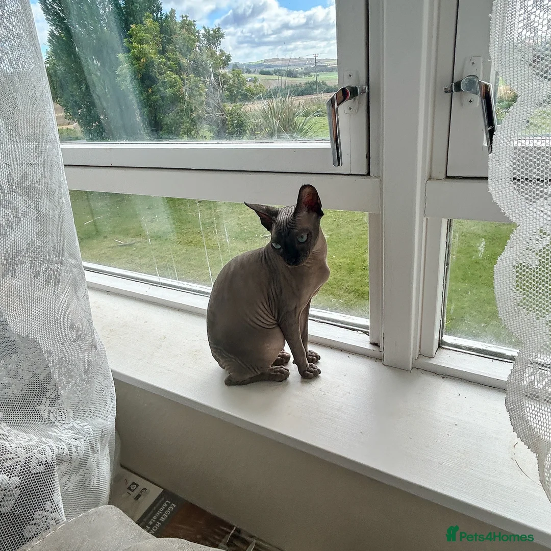 Sphynx cats for sale: Urgent - Petite Blue Mink Sphynx Girl needs home - Advert 4