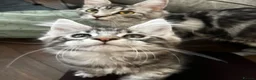 Maine Coon cats for sale: Mulberry’s marvellous creations ❤️ in Lowestoft - Advert 31