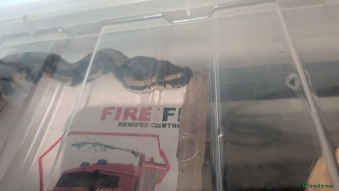 Python Snake reptiles for sale: Female Ball Python 6 months  in Coventry - Advert 5