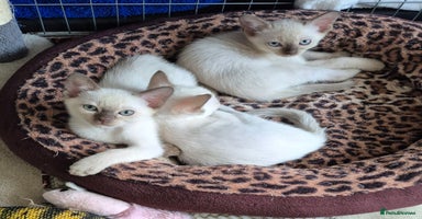 Mixed Breed cats - Advert 13