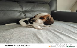 Basset Hound dogs for sale: Bassett Hound Puppies for Sale - Image 22