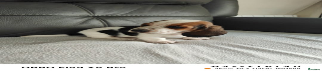 Basset Hound Puppy 5