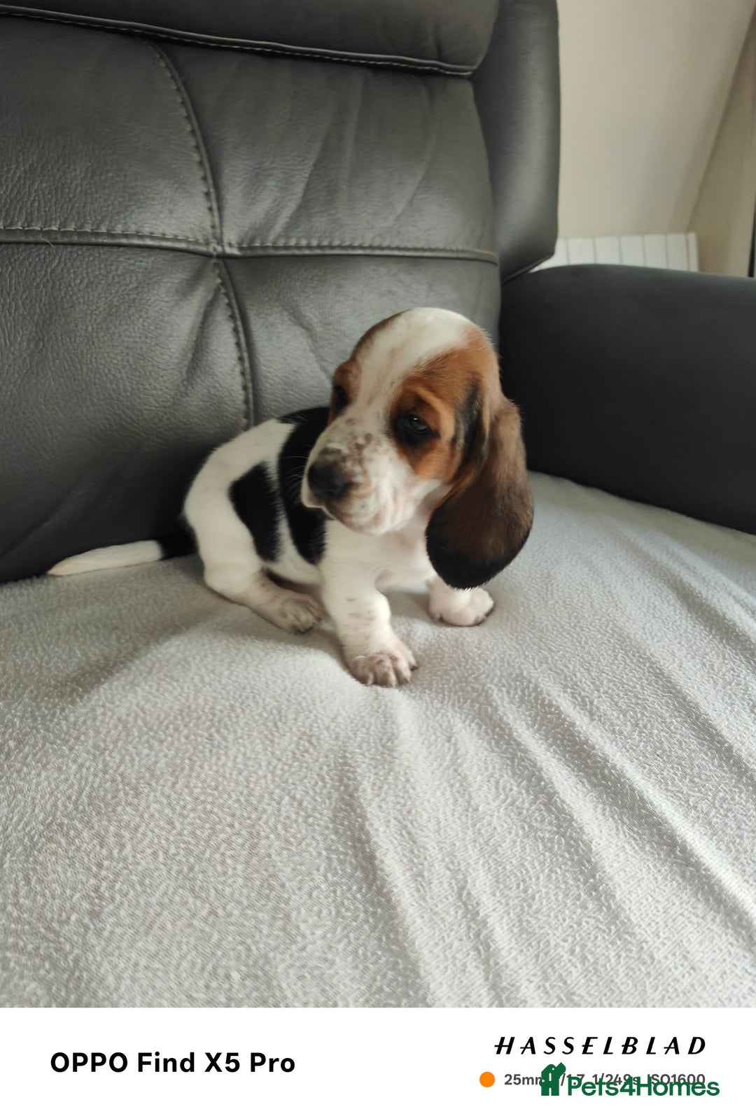 Basset Hound dogs for sale: Bassett Hound Puppies for Sale - Image 22
