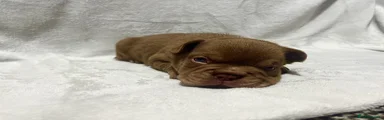 French Bulldog Puppy 2