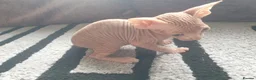 Sphynx cats for sale: Canadian sphynx ready to leave now  - Advert 33