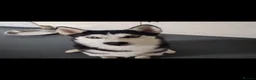 Siberian Husky dogs for sale: Beautiful Siberian husky puppies in Wigan - Advert 25