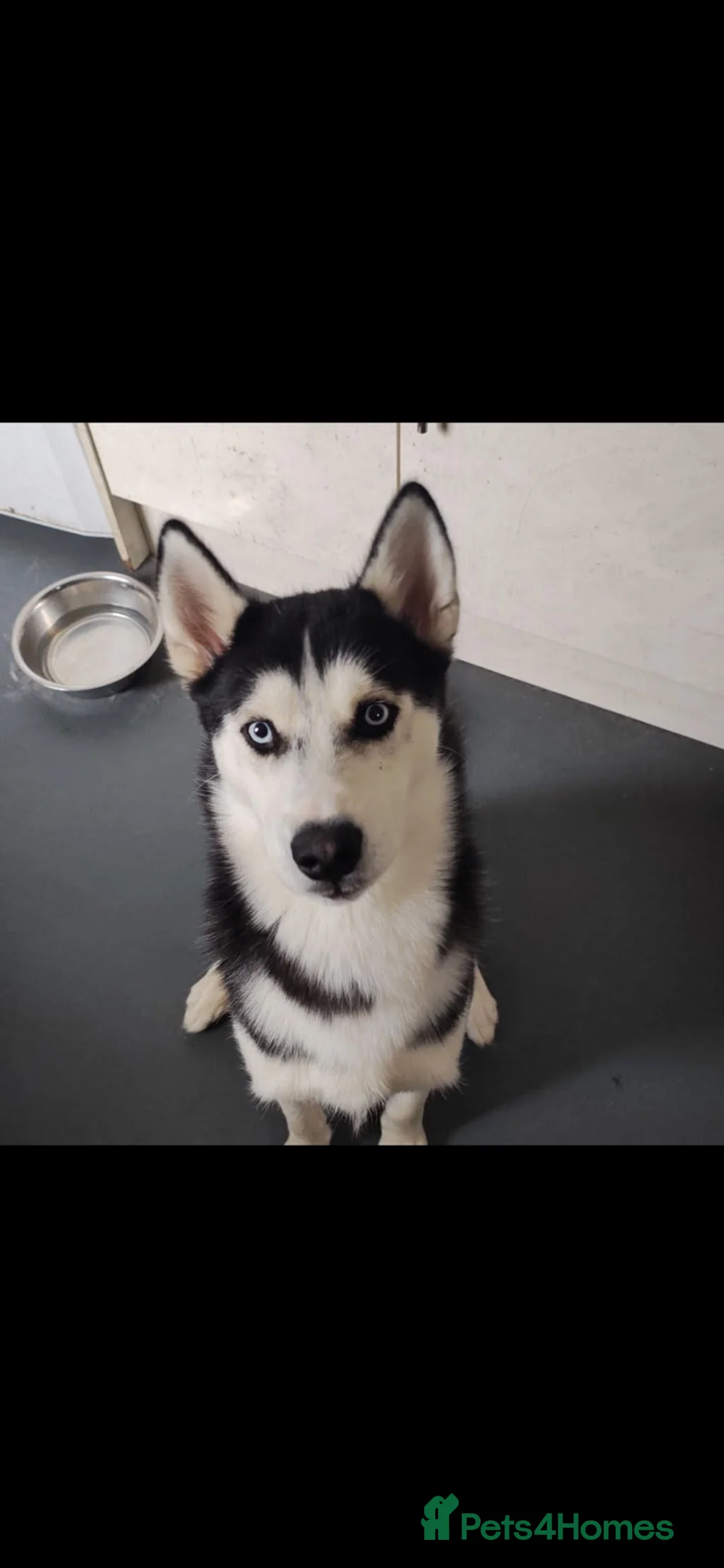 Siberian Husky dogs for sale: Beautiful Siberian husky puppies in Wigan - Advert 25