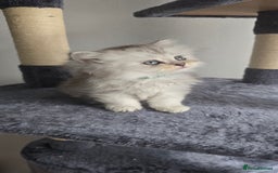Persian cats for sale: Persian Kittens for Sale – Fluffy Bundles of Joy - Image 9