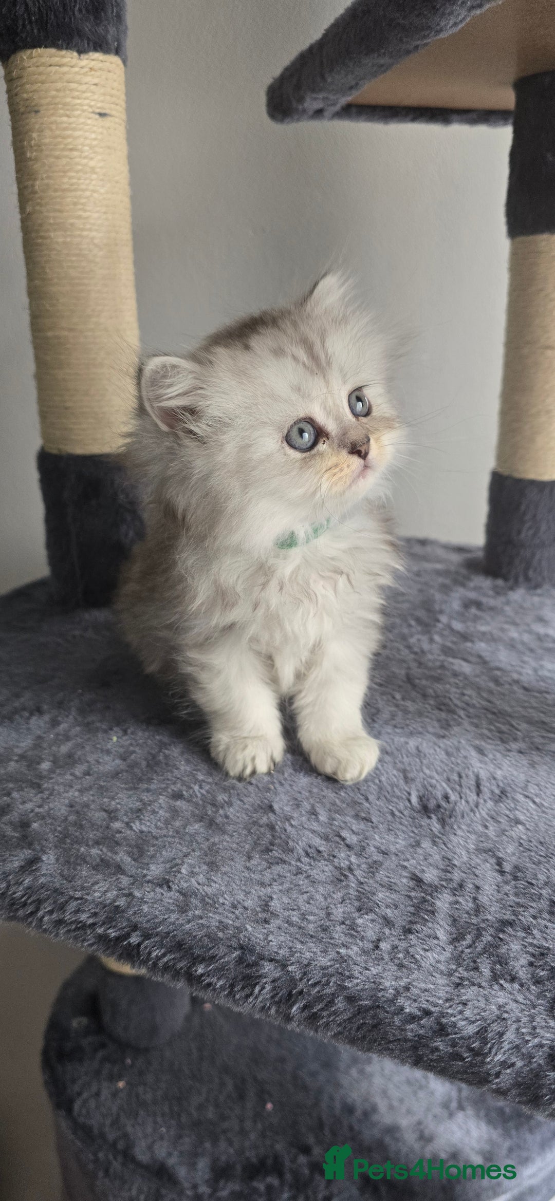 Persian cats for sale: Persian Kittens for Sale – Fluffy Bundles of Joy - Image 9
