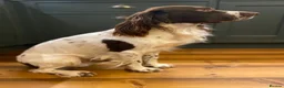 English Springer Spaniel dogs for stud: English Springer spaniel liver / white STUD - Advert 3