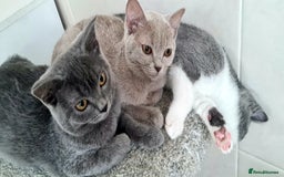 British Shorthair cats for sale: Beautiful Blue British, Lilac, Color point, Tabby  - Image 2