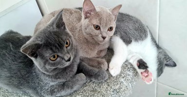British Shorthair cats - Advert 14
