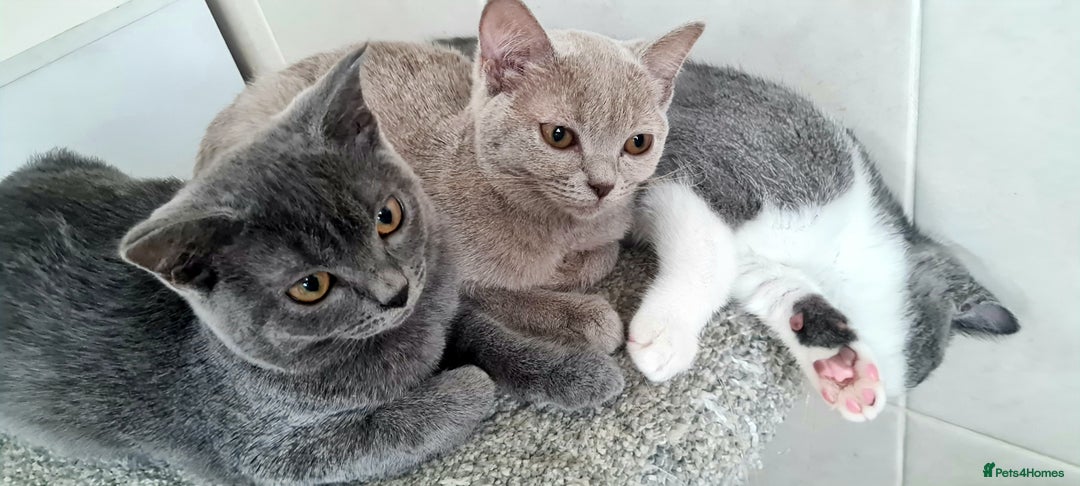 British Shorthair cats for sale: Beautiful Blue British, Lilac, Color point, Tabby  - Image 2