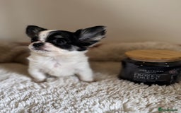 Chihuahua dogs for sale: One left! KC Reg Chihuahua Puppies-  Ready Now - Image 6