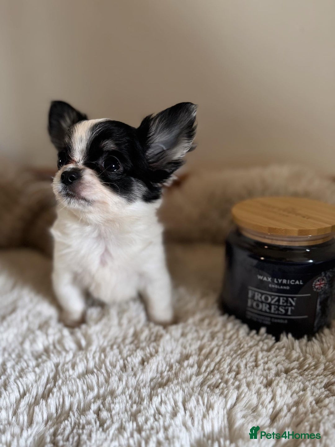 Chihuahua dogs for sale: One left! KC Reg Chihuahua Puppies-  Ready Now - Image 6