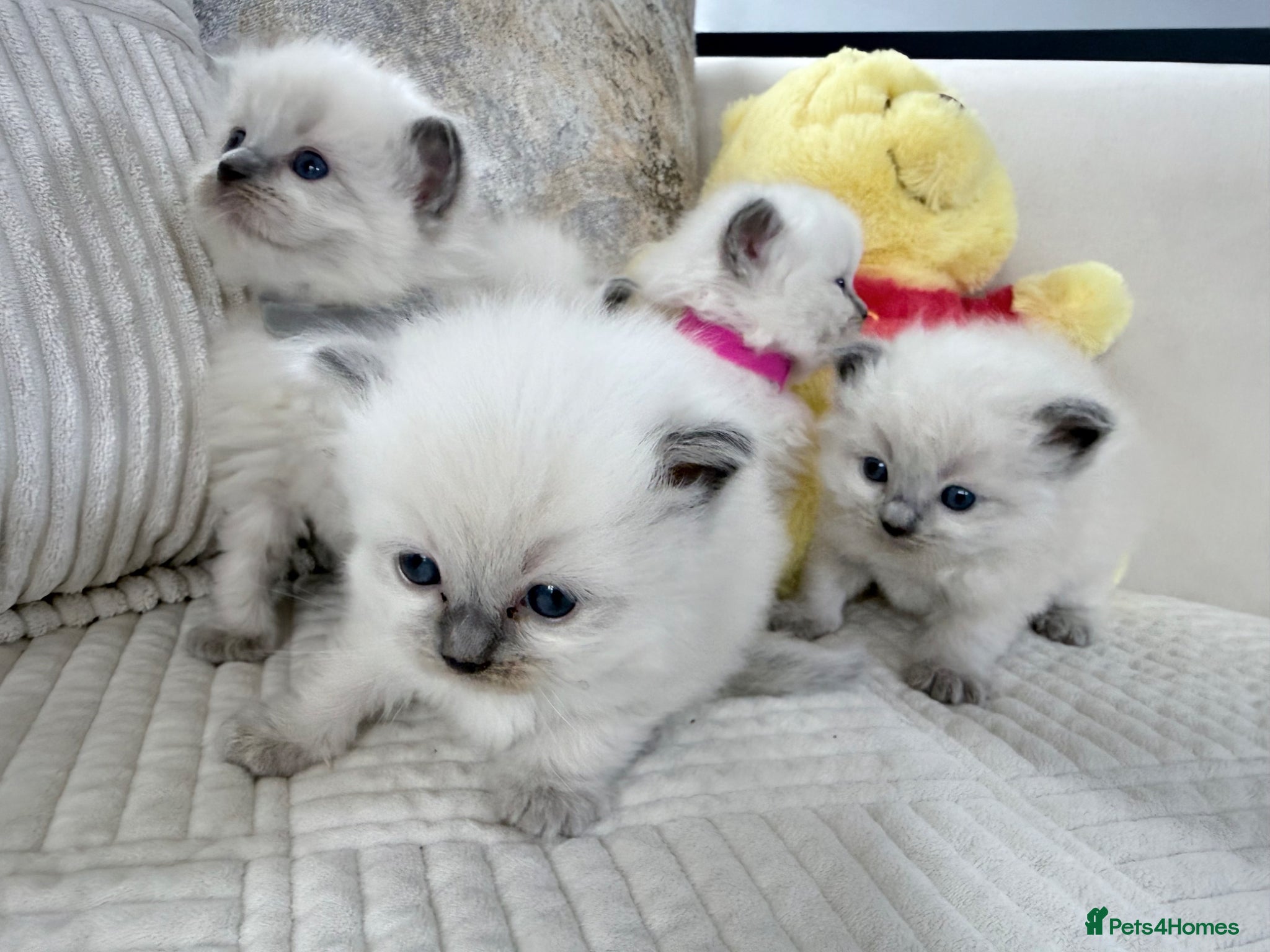 Ragdoll cats Blue Point Ragdoll Kittens for sale - Advert 8