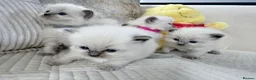 Ragdoll cats for sale: Blue Point Ragdoll Kittens for sale - Advert 14