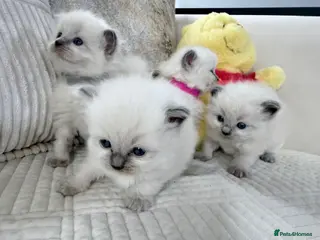 Ragdoll cats Blue Point Ragdoll Kittens for sale - Advert 8