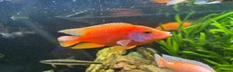 Cichlids fish for sale: Cichlids and clown loach for sale  in Ware - Advert 2